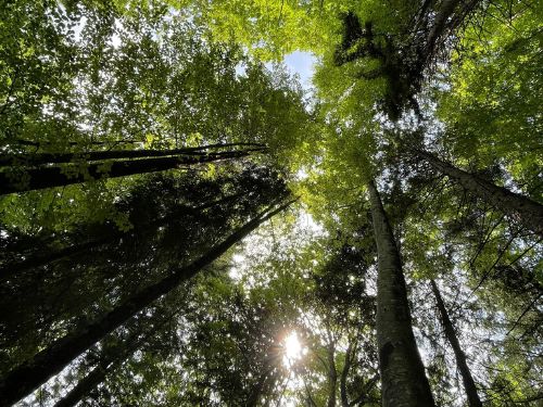 Zwaenge_500x375 Zwangsstörung Psychotherapie